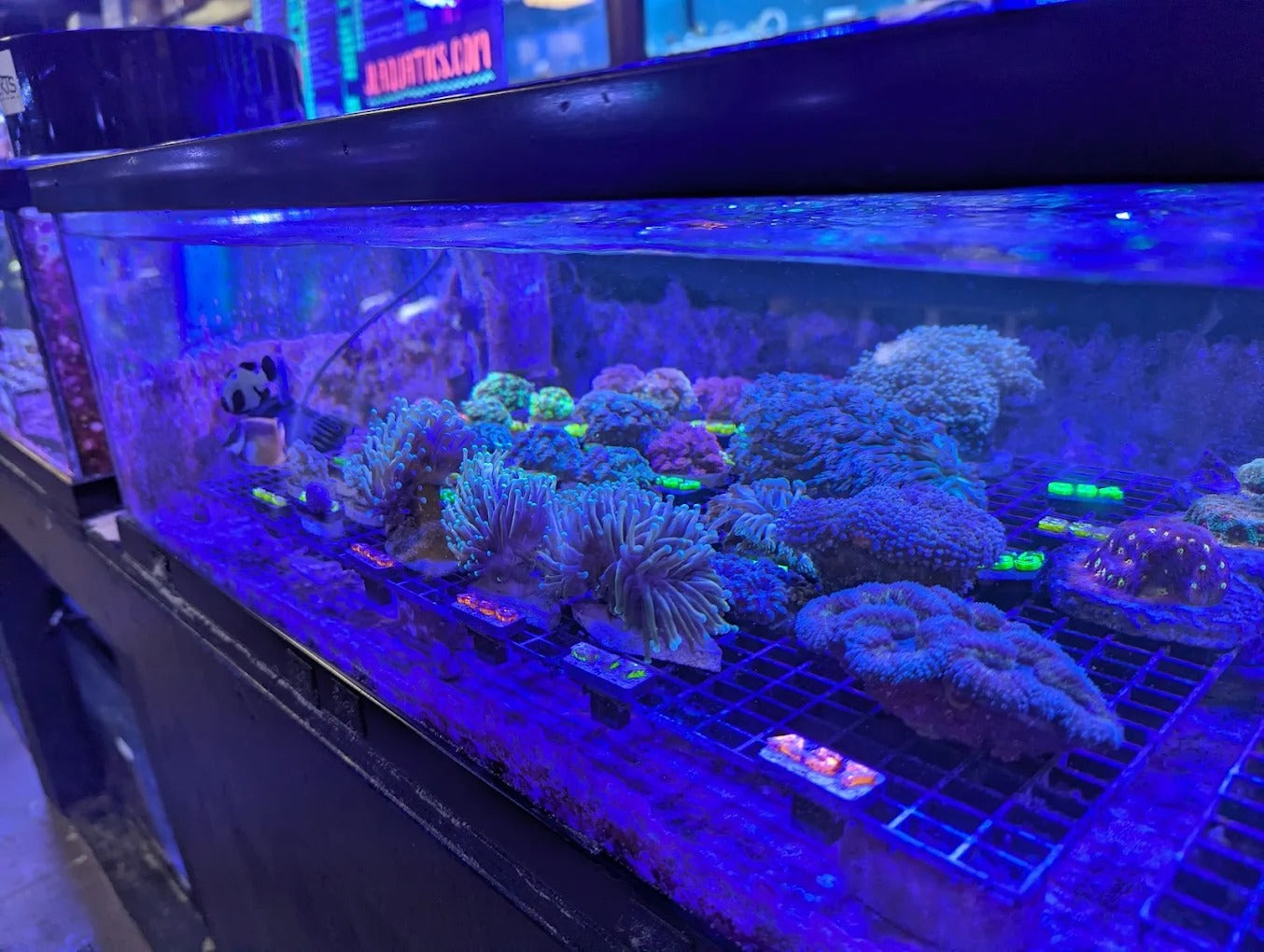 Shopping - J&L Aquatics