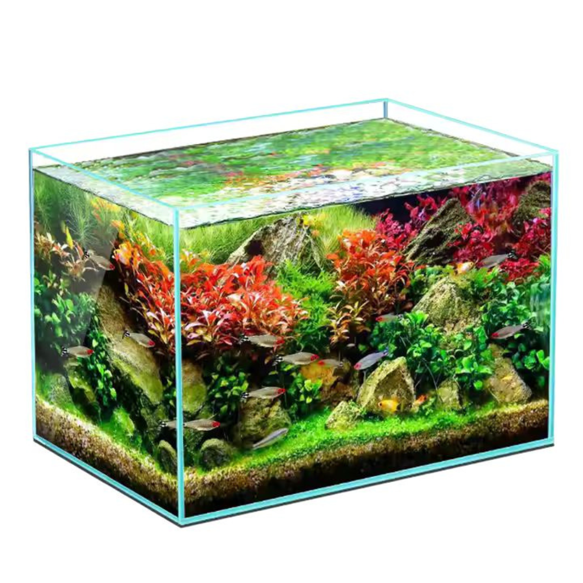 Aqua Japan Rimless Starfire Glass 15 Gallon Aquarium in use full product 