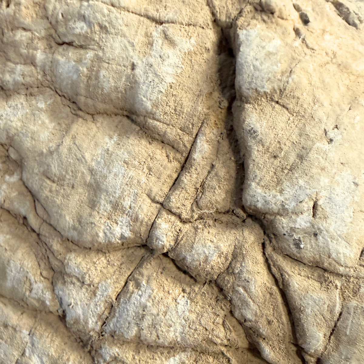 Reef Crest Elephant Stone Rock - 1lb close-up of color and texture