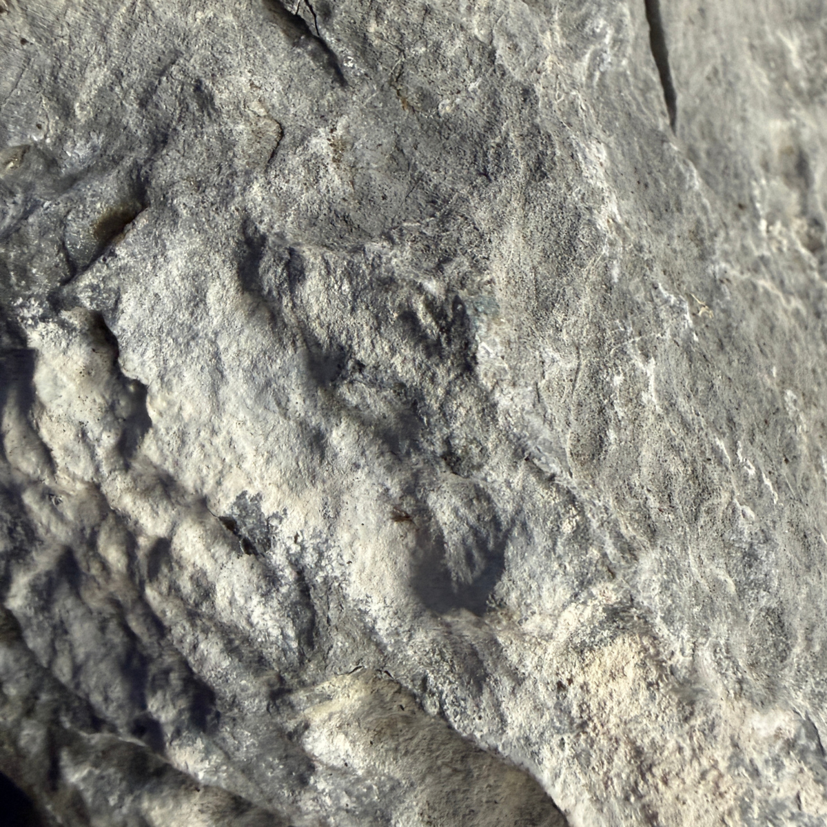 Reef Crest Seiryu Stone Rock - 1lb close-up of color and texture variant