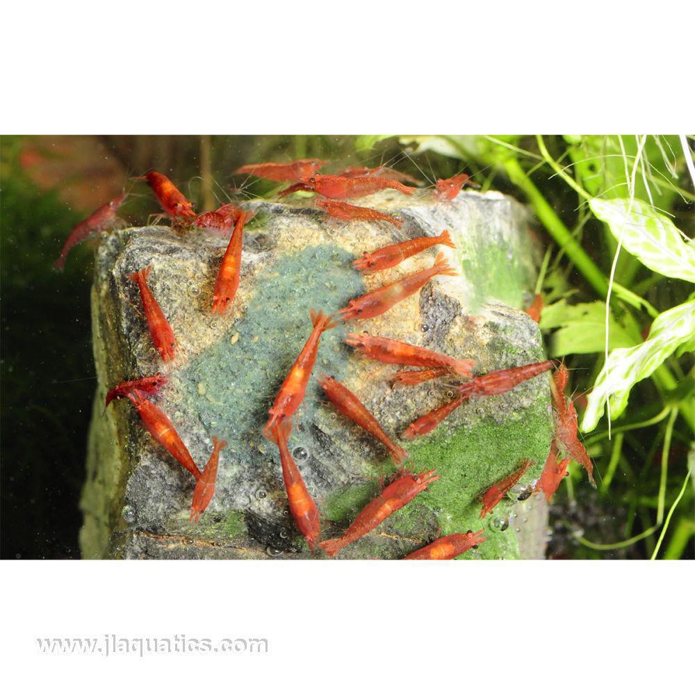 shrimp feeding on aquarium rock with Shrimp King Yummy Gum applied to it