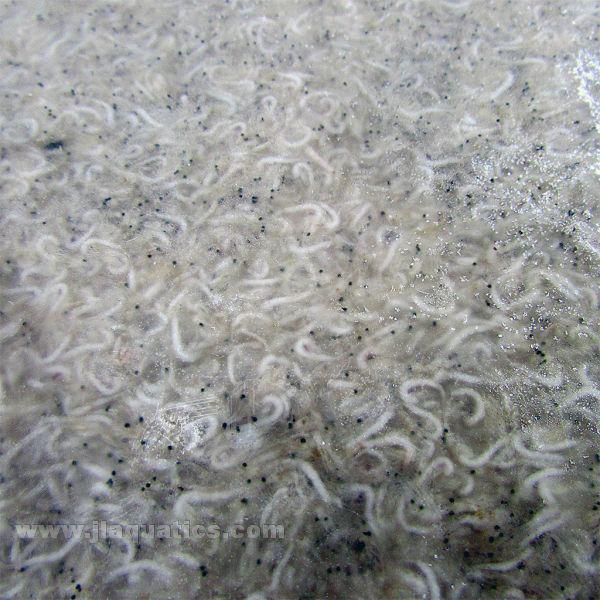 Hikari Frozen Mysis Shrimp - 8oz Flat