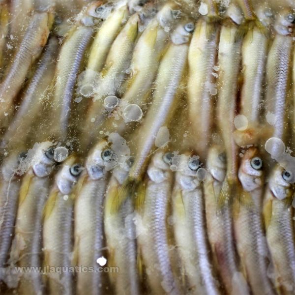 Hikari Bio-Pure Frozen Silversides - 12oz Flat