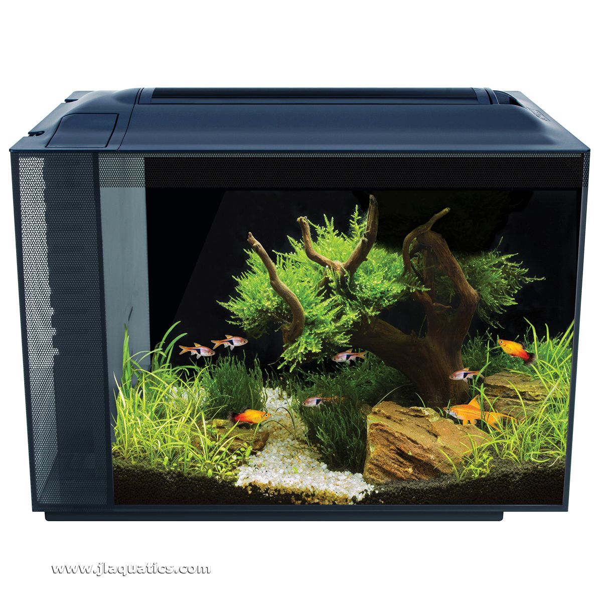 Fluval Spec Aquarium Kit - 16 Gallon Black set-up and in use