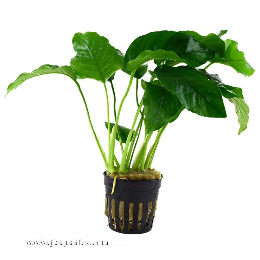 Freshwater Plants